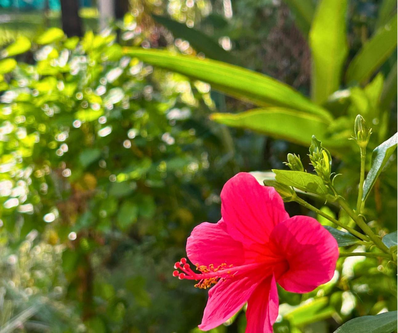 Jungle Hut-Annabelle'S Beach Apartments At Bernard Simao,Calangute,Goa Candolim Exterior foto